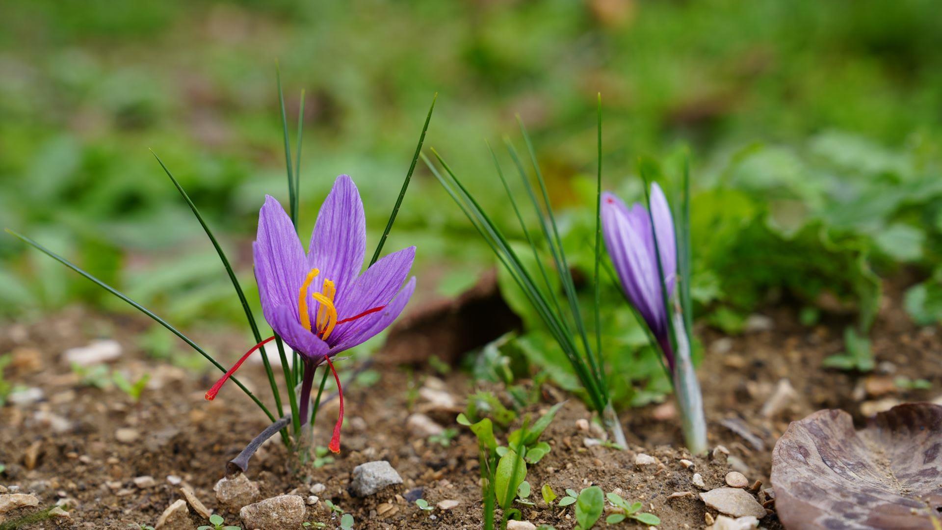 Safranın Geleceği KBÜ'nün Bilimsel Desteğiyle Şekilleniyor